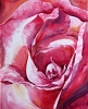 Zoom Rose painting by Sue Graham